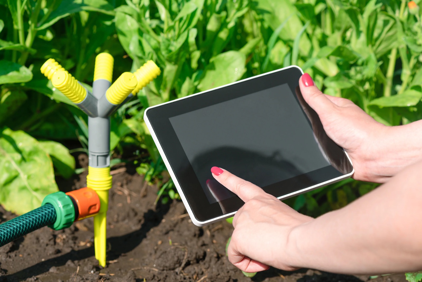 Tablet being used beside a garden sprinkler manifold in a vegetable planting area.