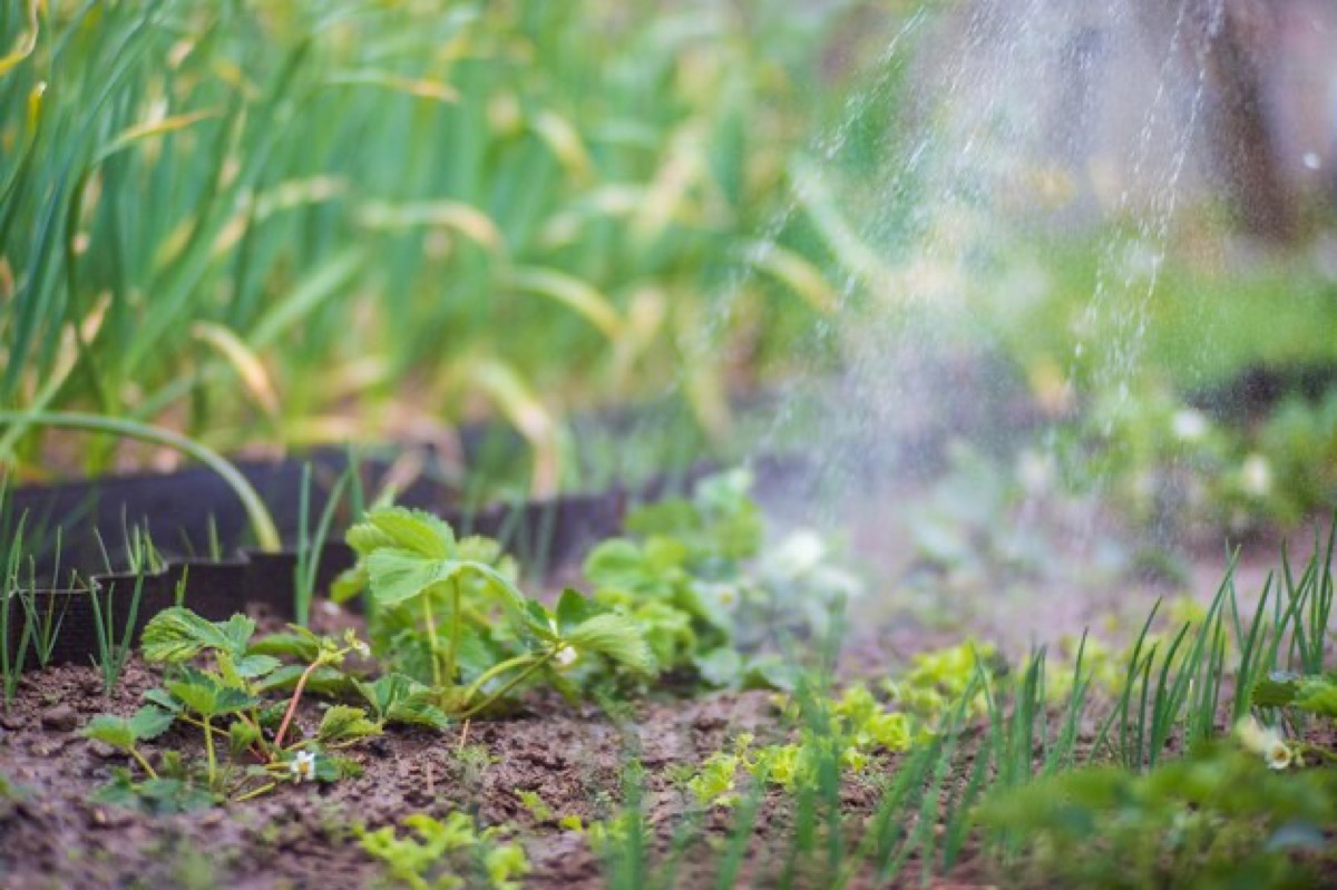 Fine spray irrigation watering a vegetable bed with strawberries and other crops.